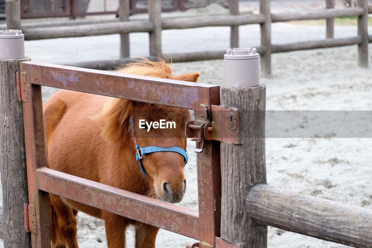Brown horse standing in animal pen