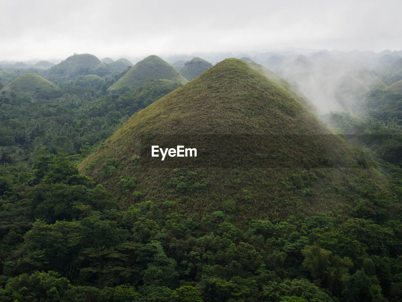 SCENIC VIEW OF FOREST AGAINST SKY