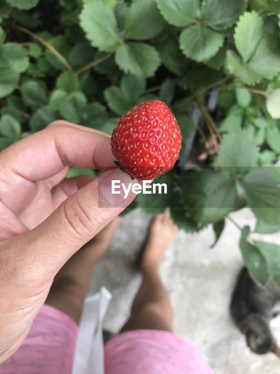 MIDSECTION OF PERSON HOLDING STRAWBERRY