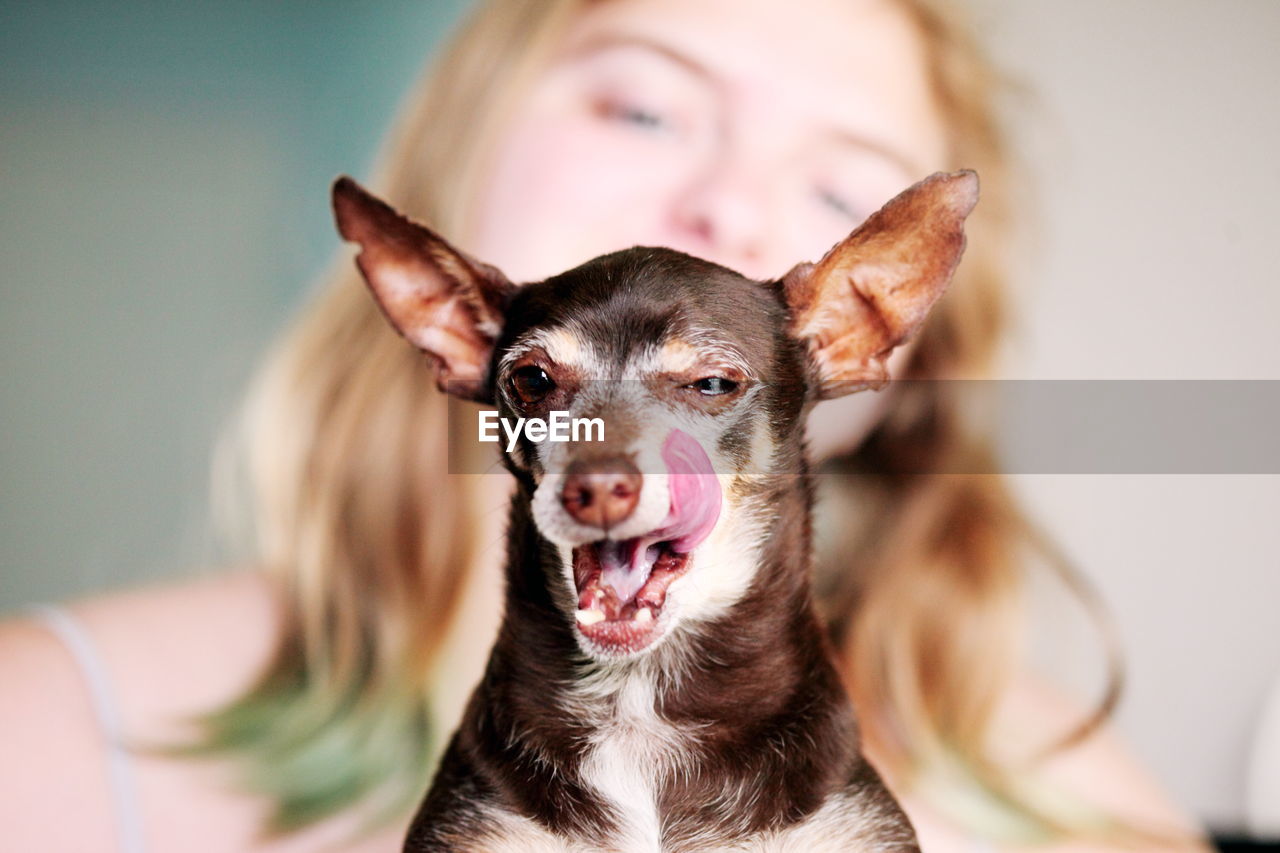 Low angle close-up young woman with chihuahua at home