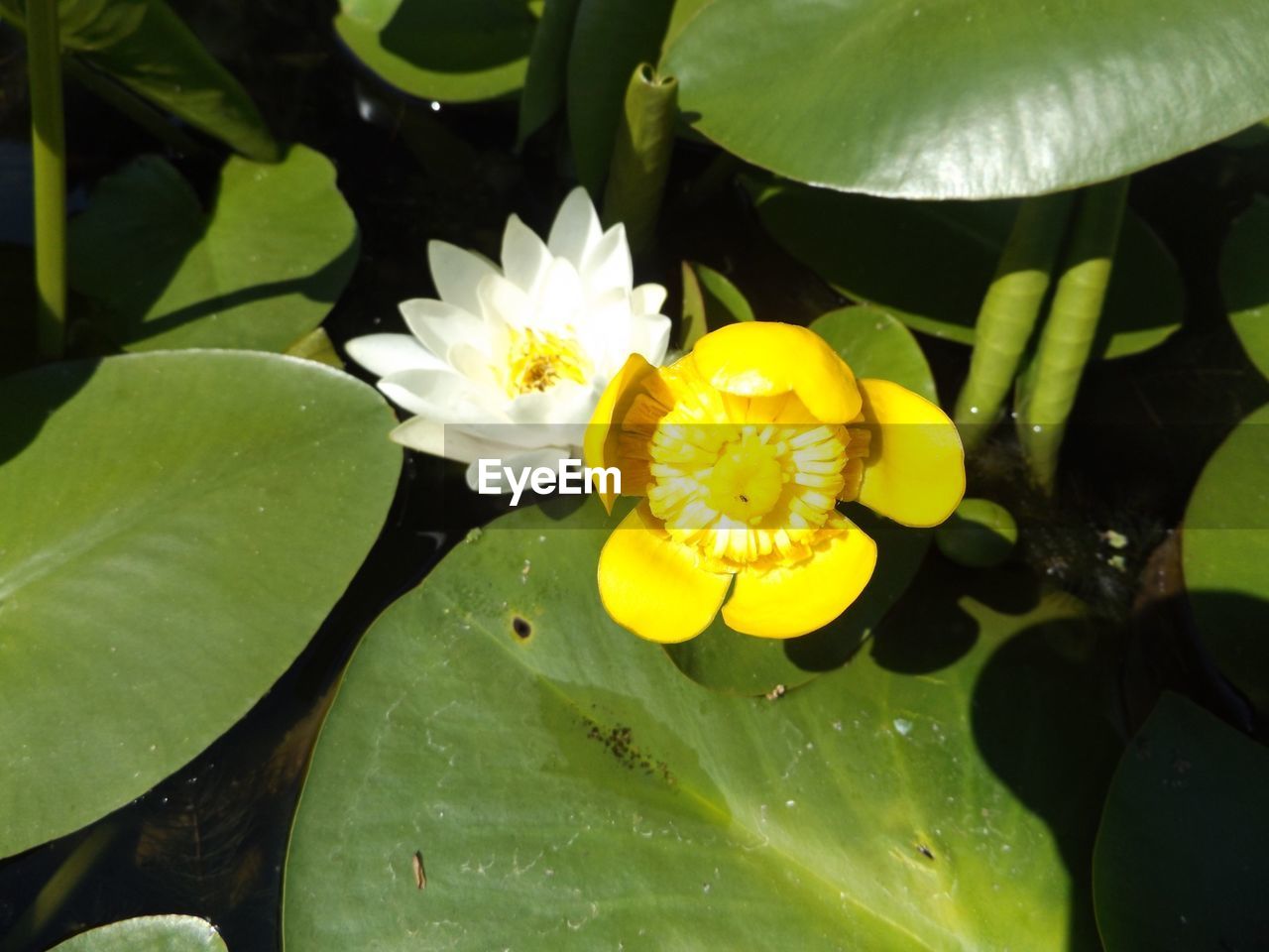 CLOSE-UP OF LOTUS WATER LILY ON POND