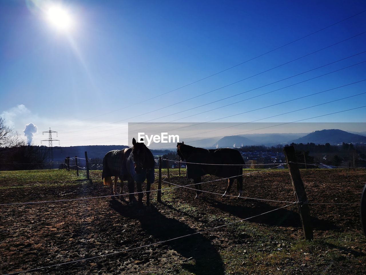 Horses walking in field against sky