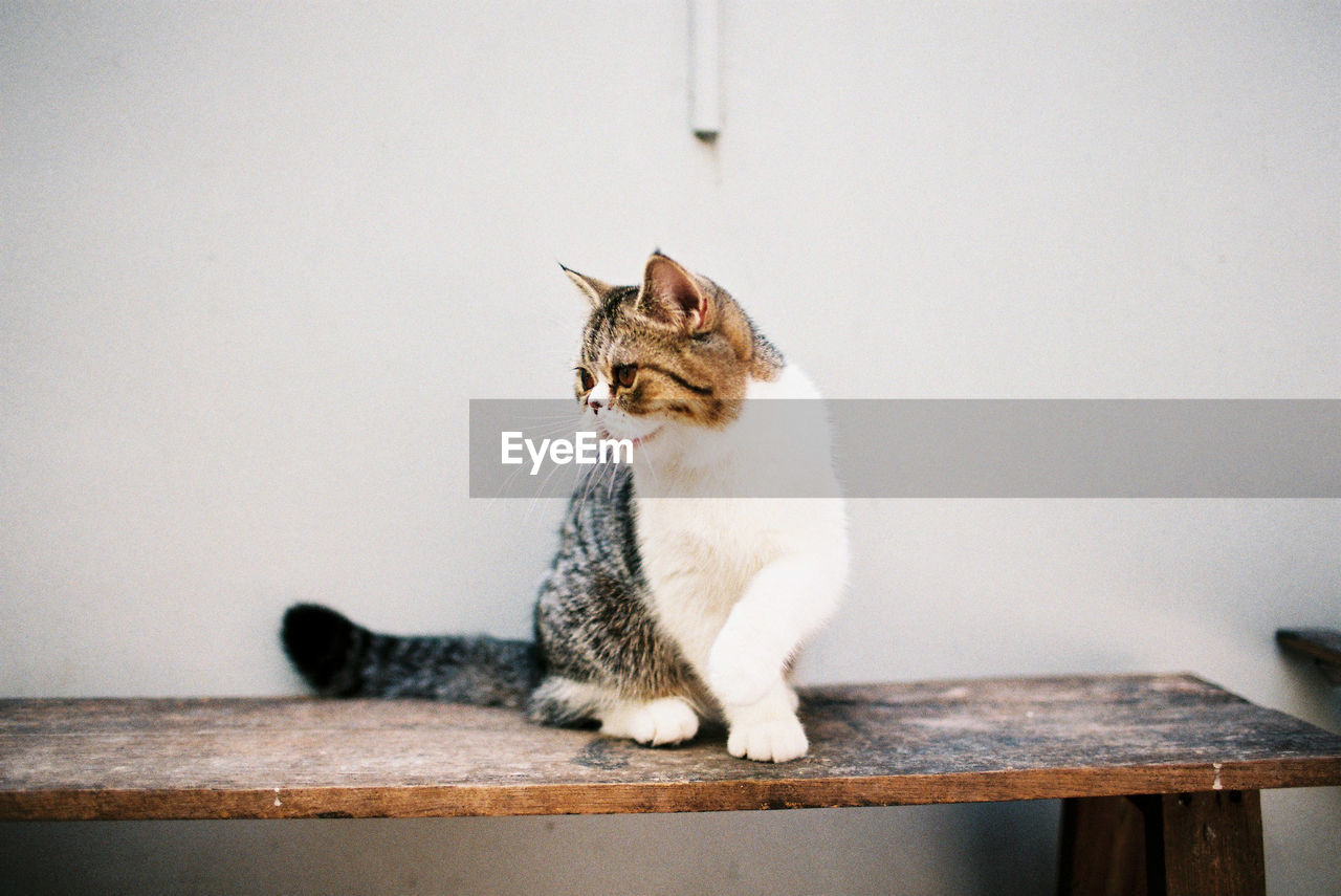Cat looking away while sitting on table against wall