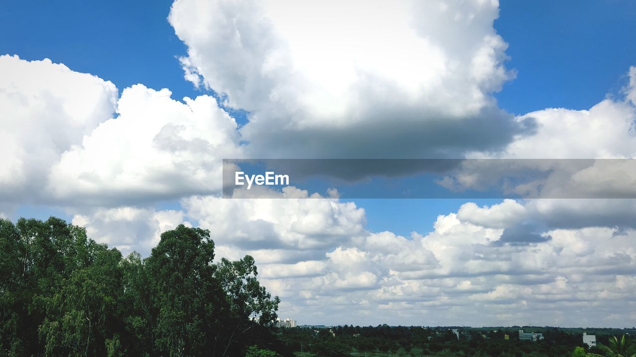 SCENIC VIEW OF TREES AGAINST SKY