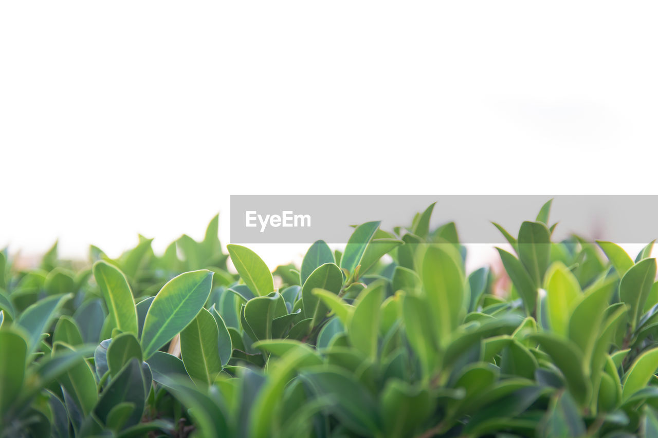 Close-up of fresh green plants against sky