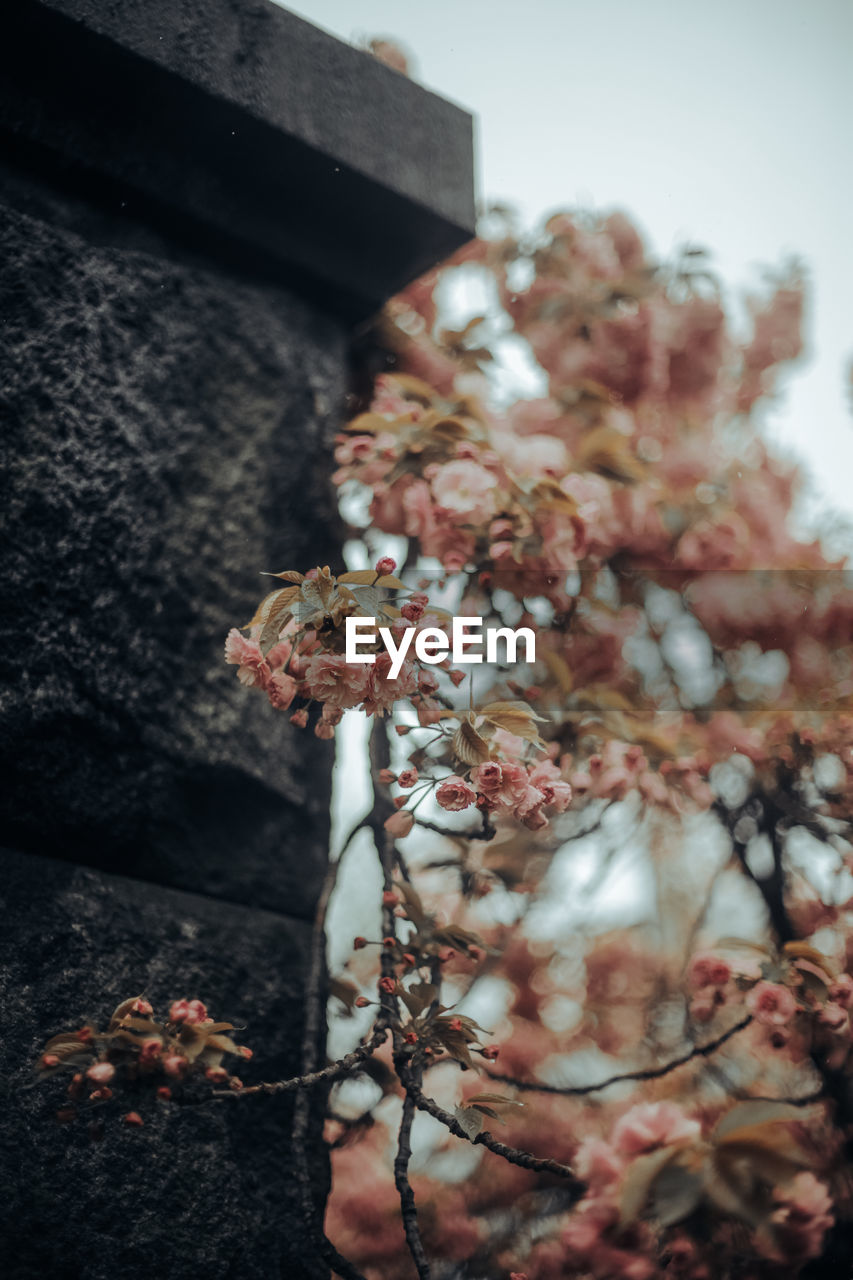 Low angle view of cherry blossoms