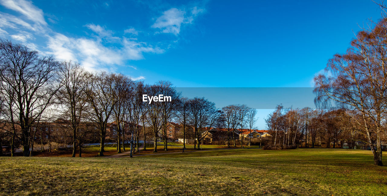 TREES GROWING ON FIELD AGAINST SKY