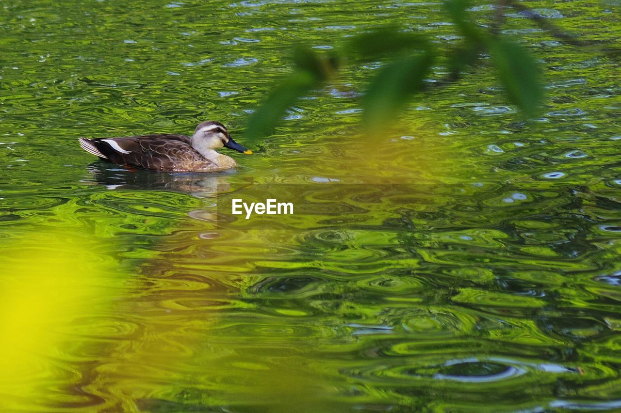 Duck swimming in lake