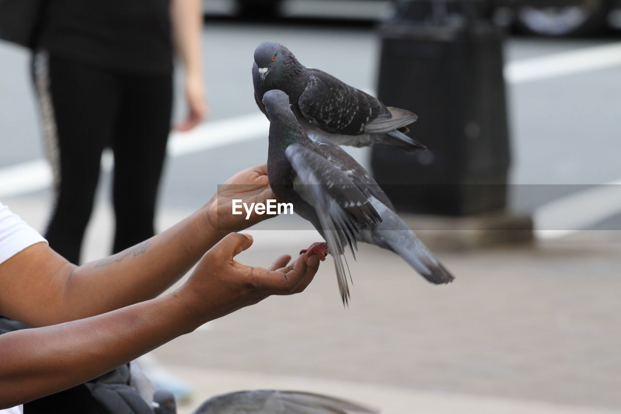 Close-up of pigeons on hand