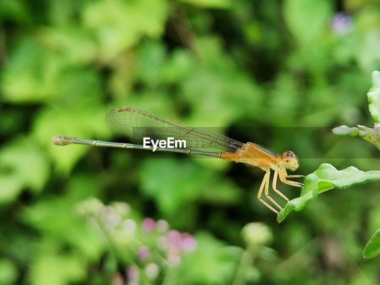 Close-up of dragonfly on leaf