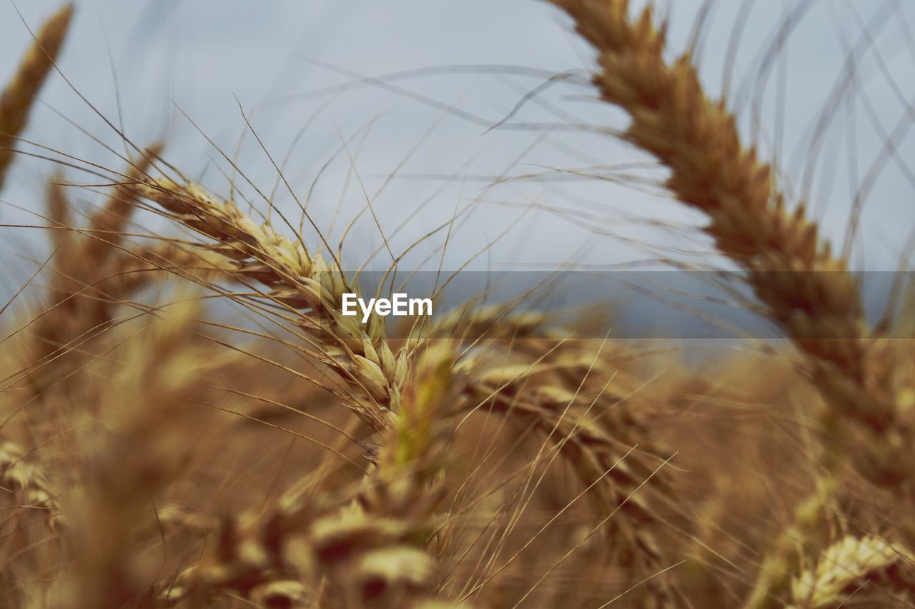 Close-up of wheat growing on field