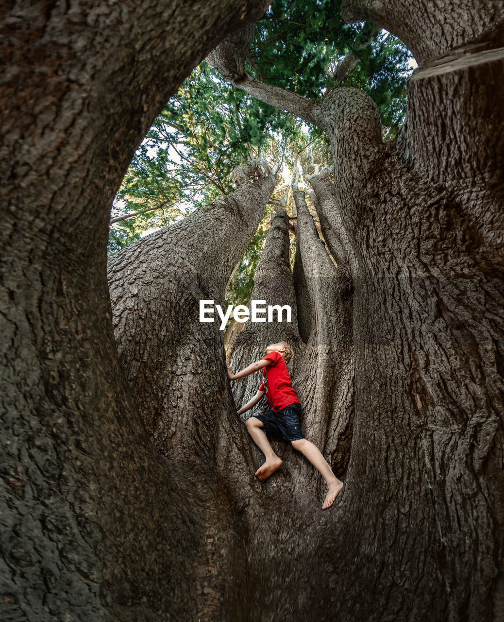 View from below of adventurous child climbing a large tree in new zealand