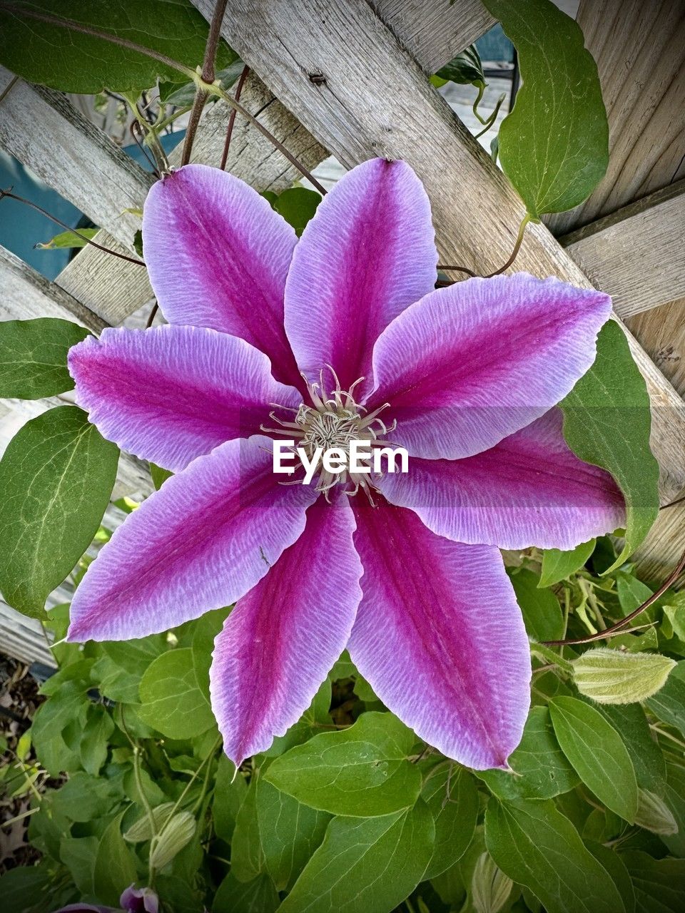 flower, plant, flowering plant, freshness, beauty in nature, growth, leaf, close-up, plant part, nature, petal, pink, fragility, flower head, inflorescence, no people, high angle view, day, outdoors, green, pollen, purple