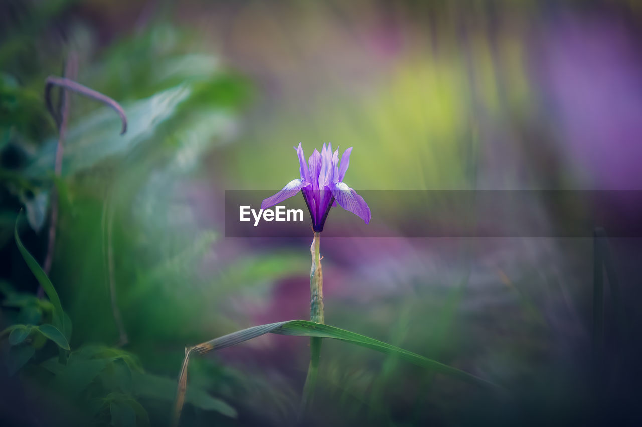 Close-up of purple flowering plant