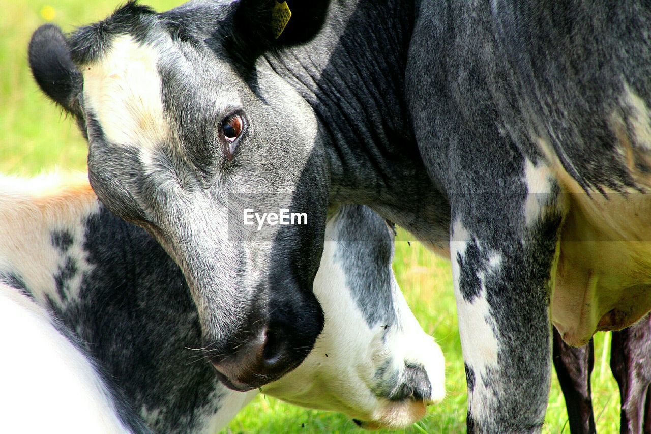 Close-up portrait of a cow