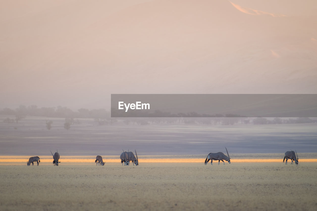 VIEW OF SHEEP ON FIELD