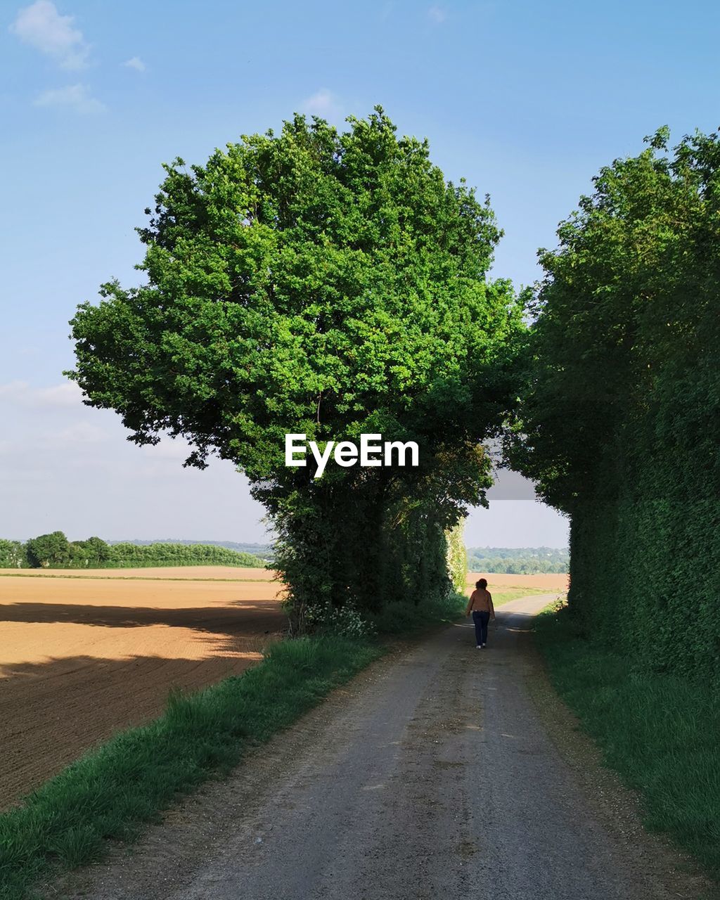 Rear view of man walking on road amidst trees against sky