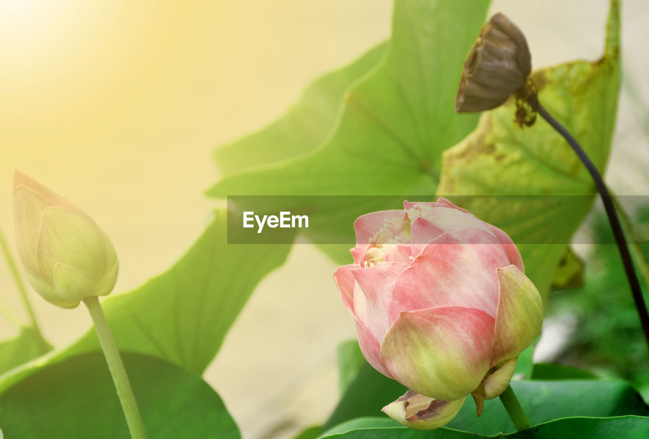 The bud of a lotus flower for natural background