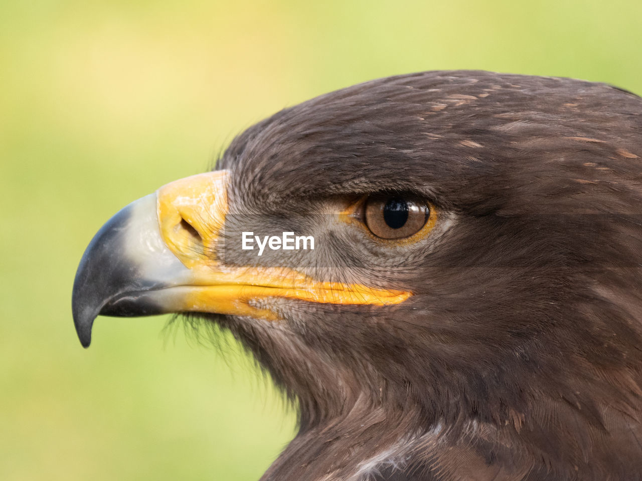 CLOSE-UP OF EAGLE