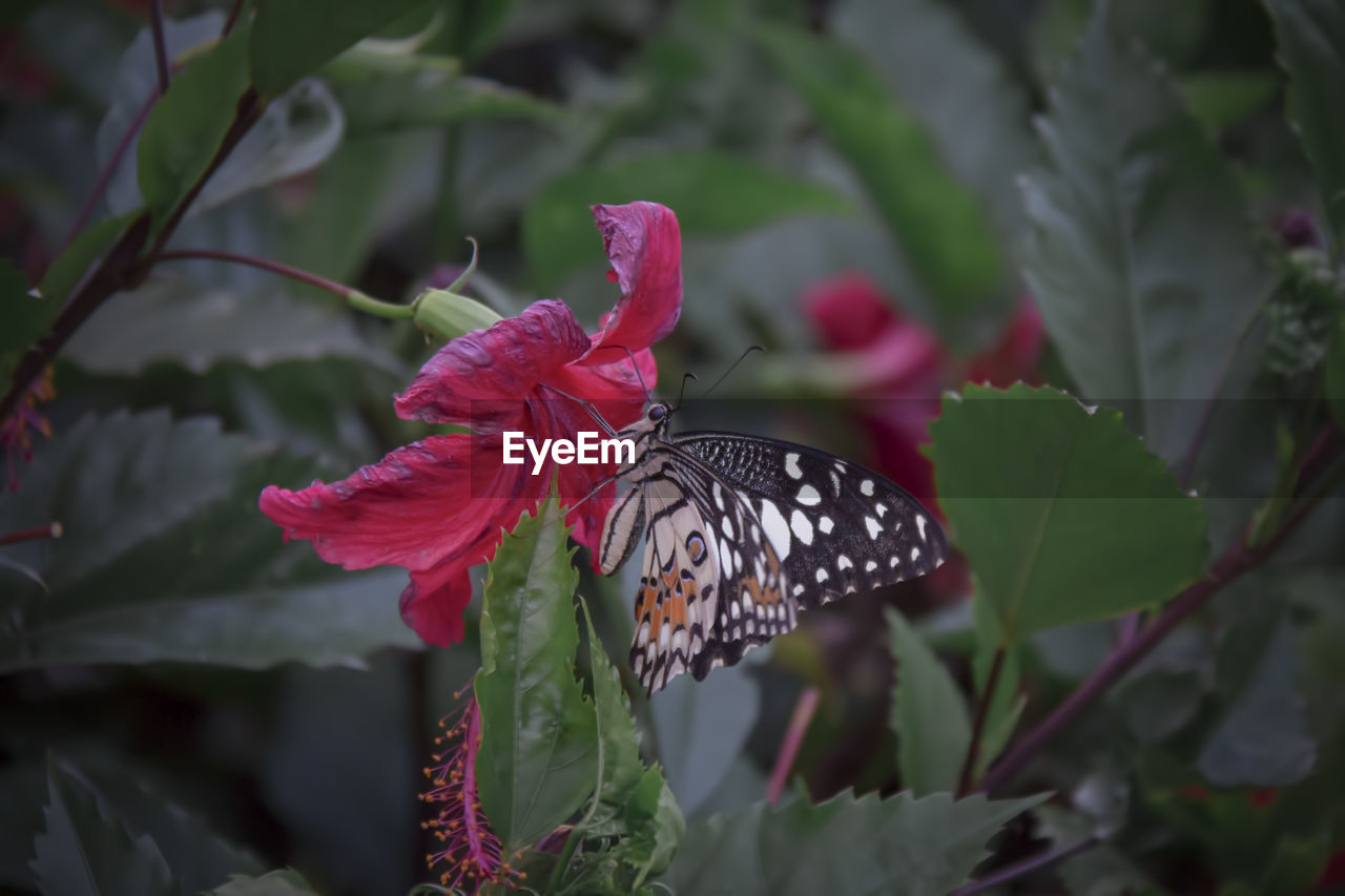 CLOSE-UP OF BUTTERFLY POLLINATING ON PINK FLOWERING PLANT