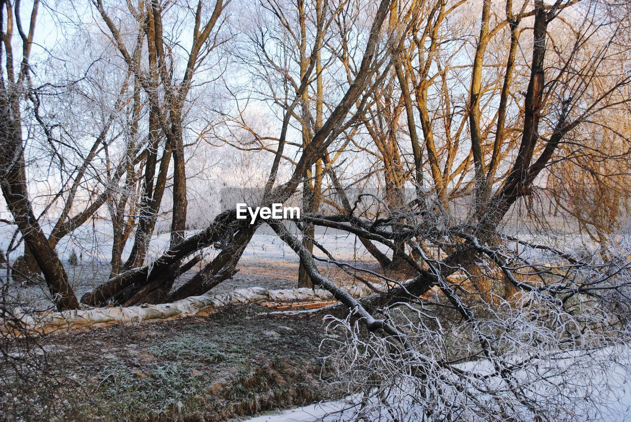 Bare trees in snow