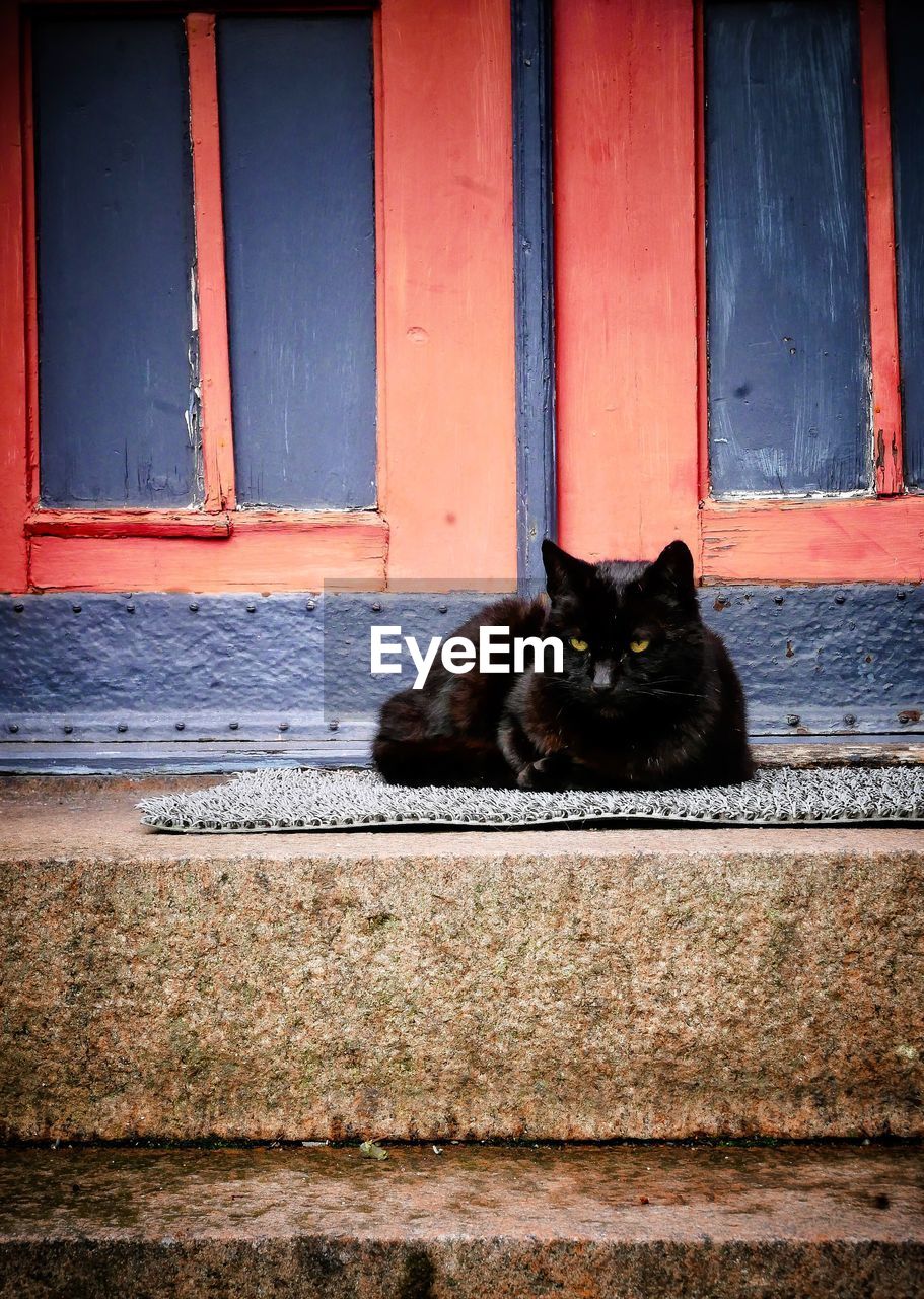 PORTRAIT OF BLACK CAT SITTING ON BRICK WALL