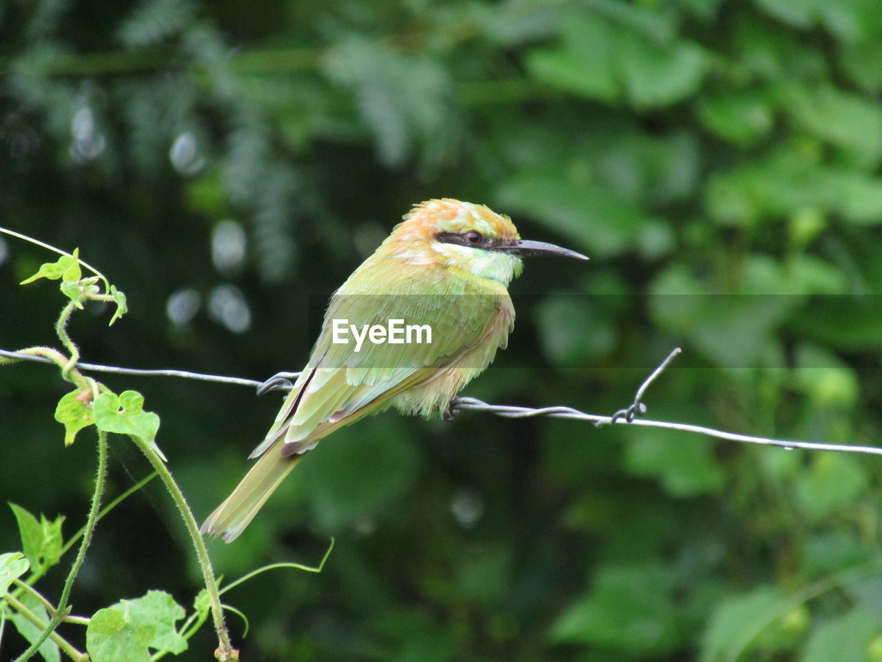 CLOSE-UP OF BIRD PERCHING ON A BRANCH