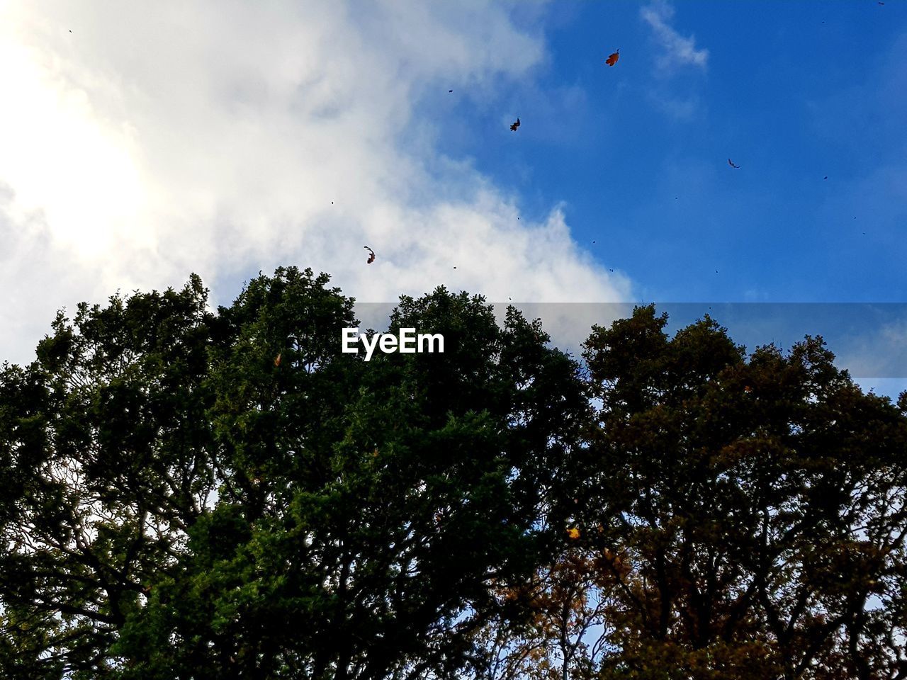 LOW ANGLE VIEW OF BIRDS FLYING IN SKY