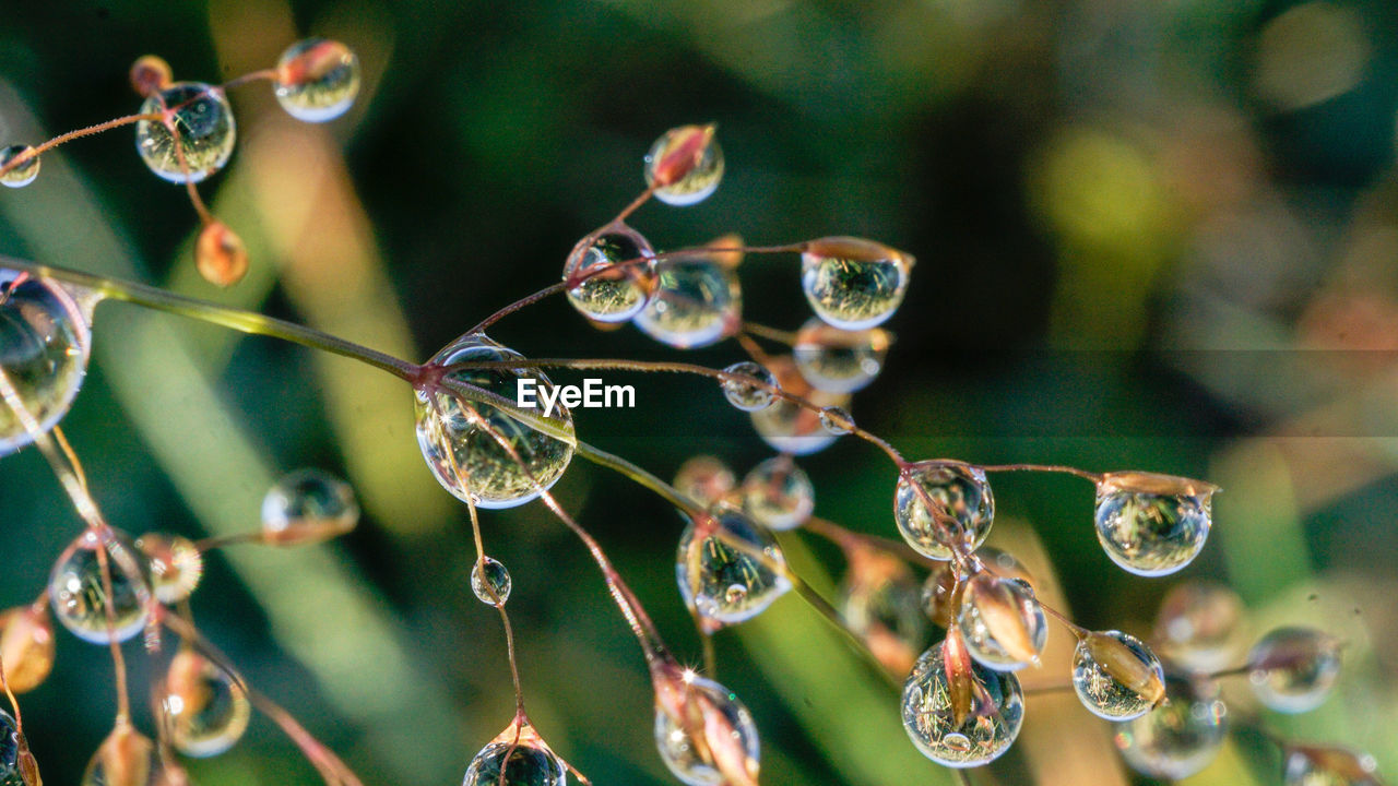 dew, water, close-up, macro photography, branch, nature, fragility, flower, leaf, moisture, drop, green, focus on foreground, plant, no people, beauty in nature, selective focus, day, wet, outdoors, freshness, growth, tranquility, refraction, plant stem