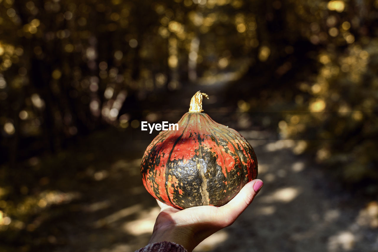 Person holding pumpkin, woods, autumn, fall.