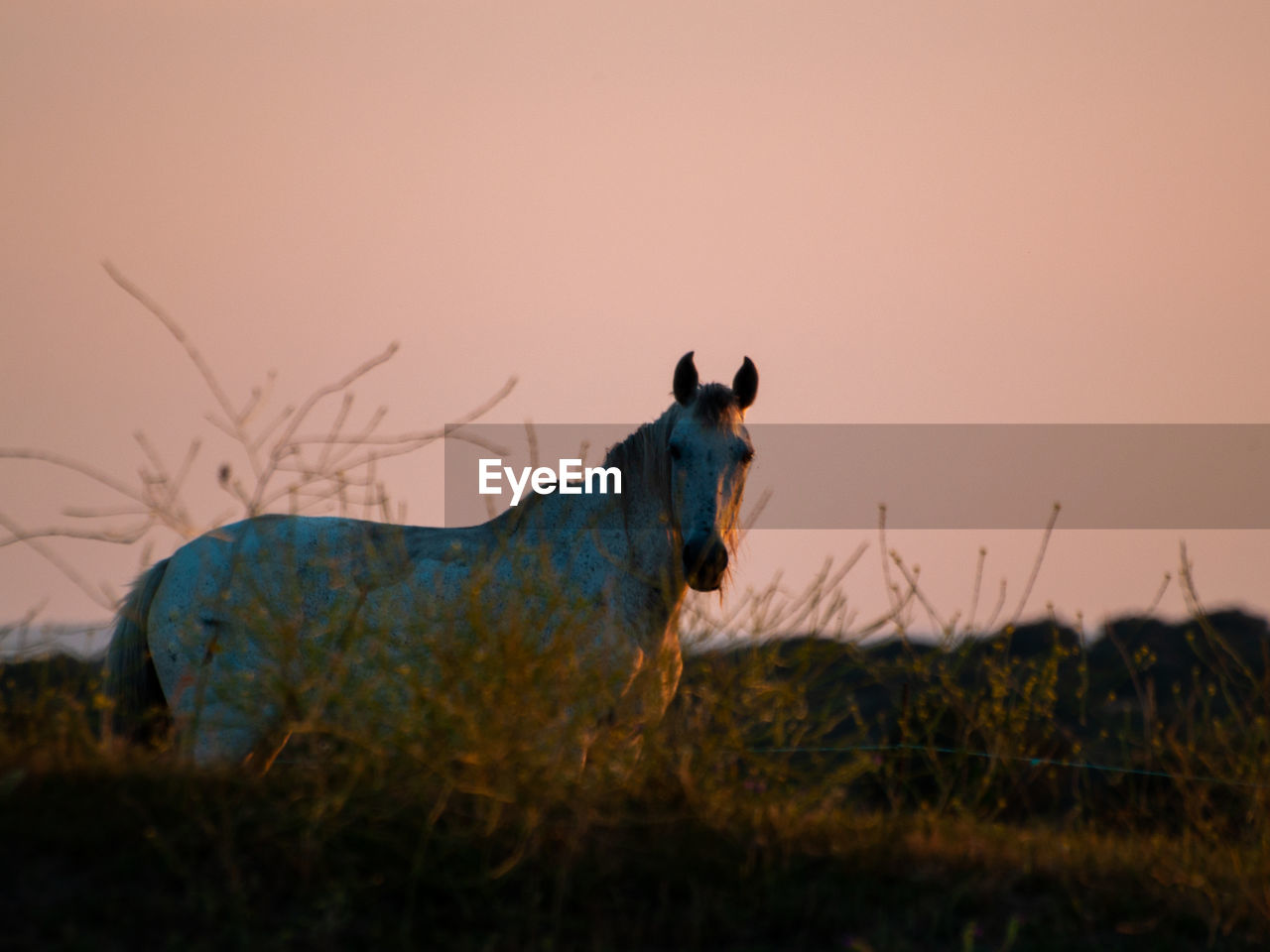 SIDE VIEW OF HORSE ON FIELD