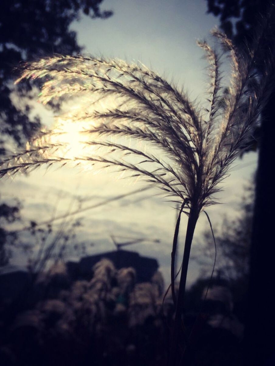 CLOSE-UP OF SILHOUETTE PLANT GROWING ON FIELD AGAINST SKY