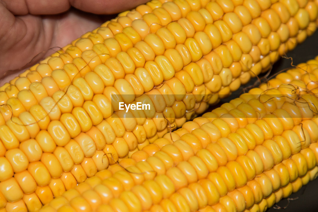 Ears of denting corn.