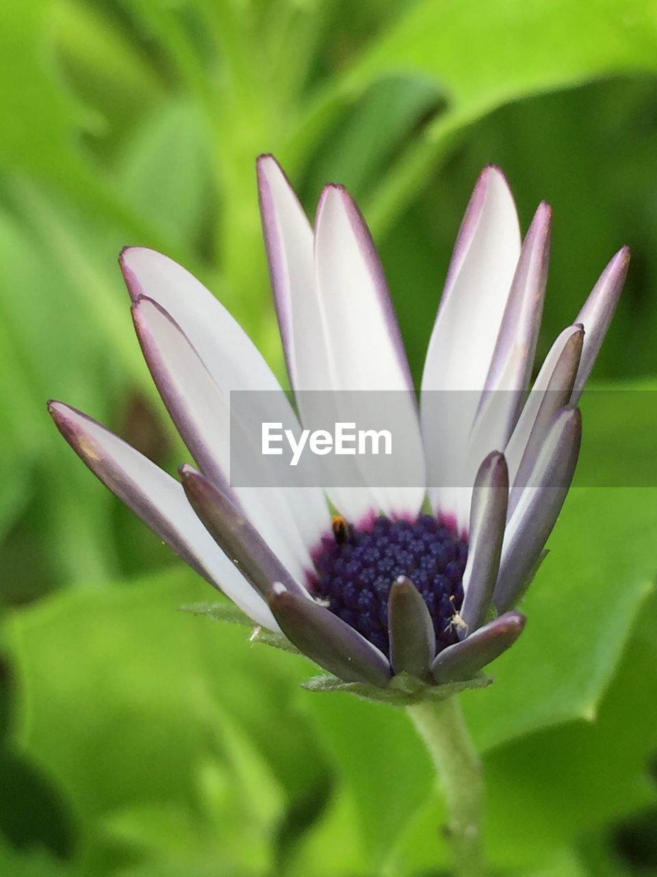 Close-up of white flowers blooming outdoors