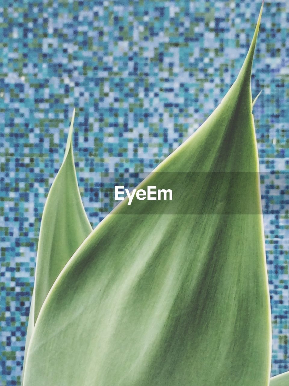 CLOSE UP OF LEAF