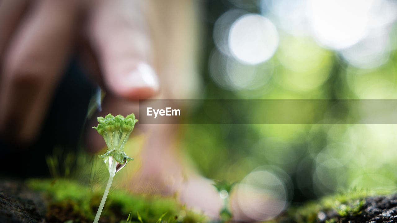 CLOSE-UP OF PERSON HOLDING PLANT