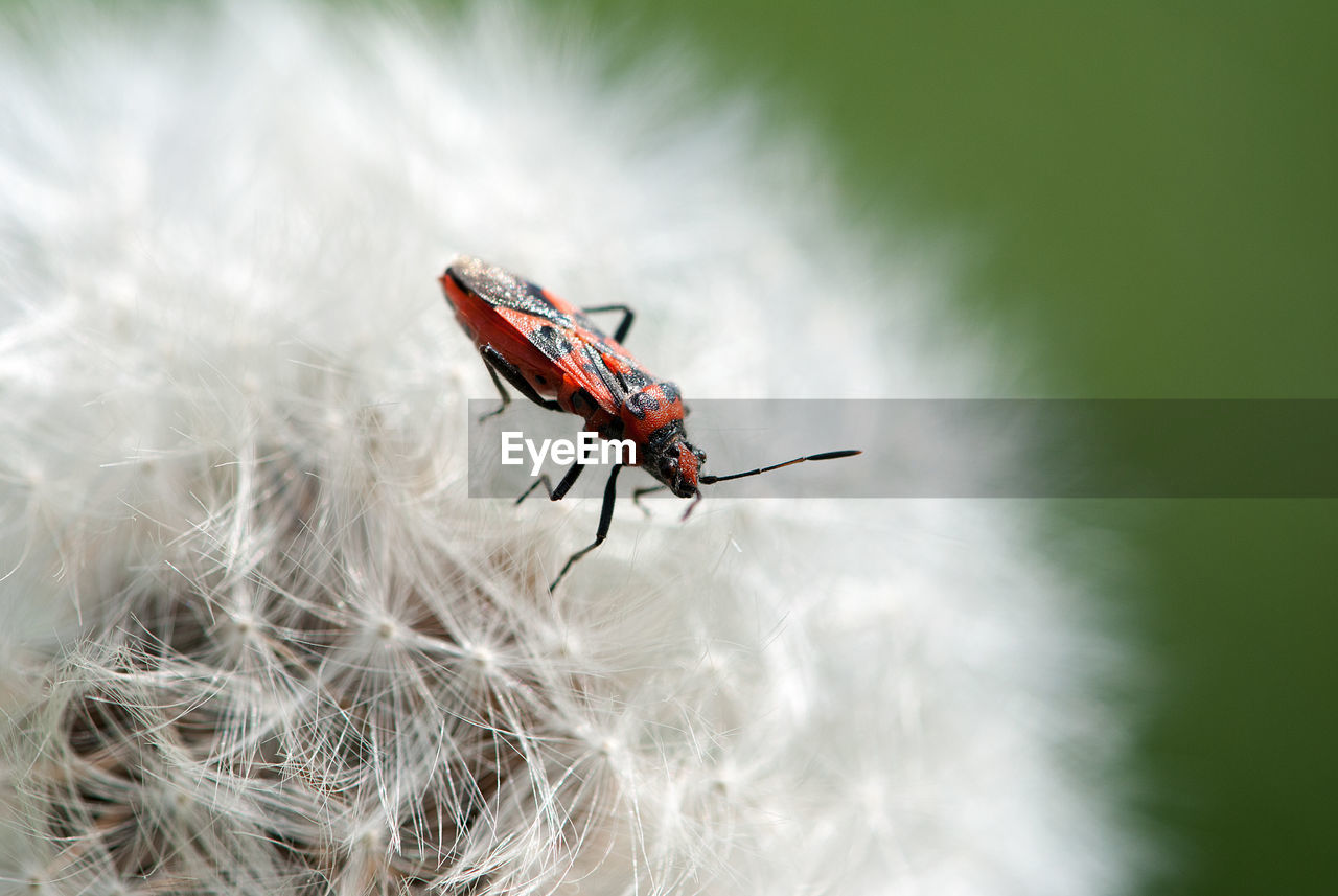 Close-up of beetle on dandelion