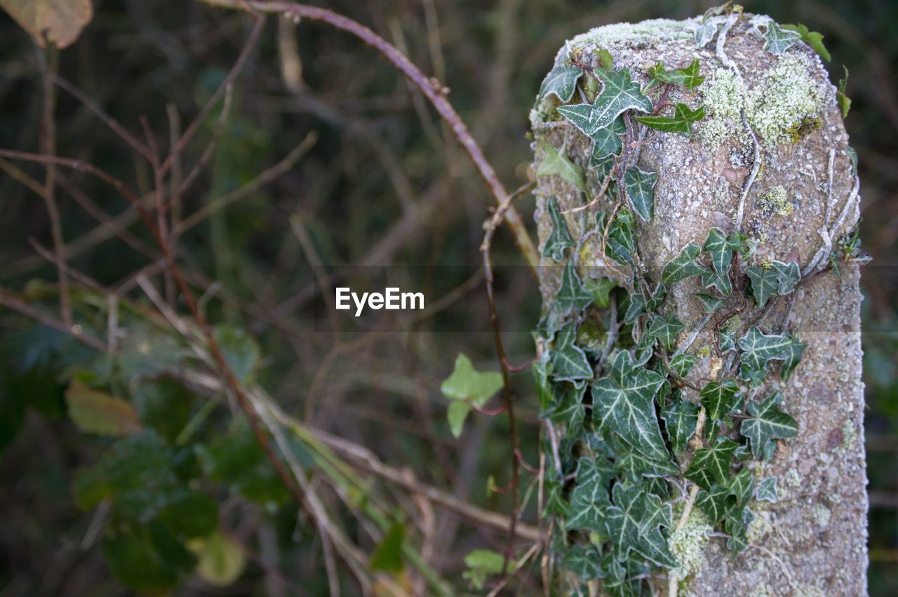 CLOSE-UP OF PLANTS