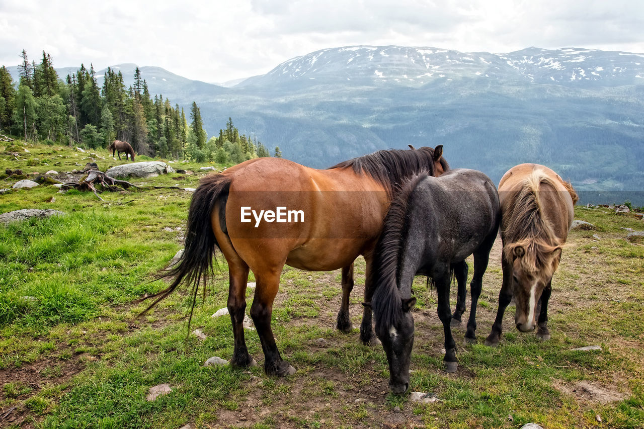 Horses on landscape against mountain range