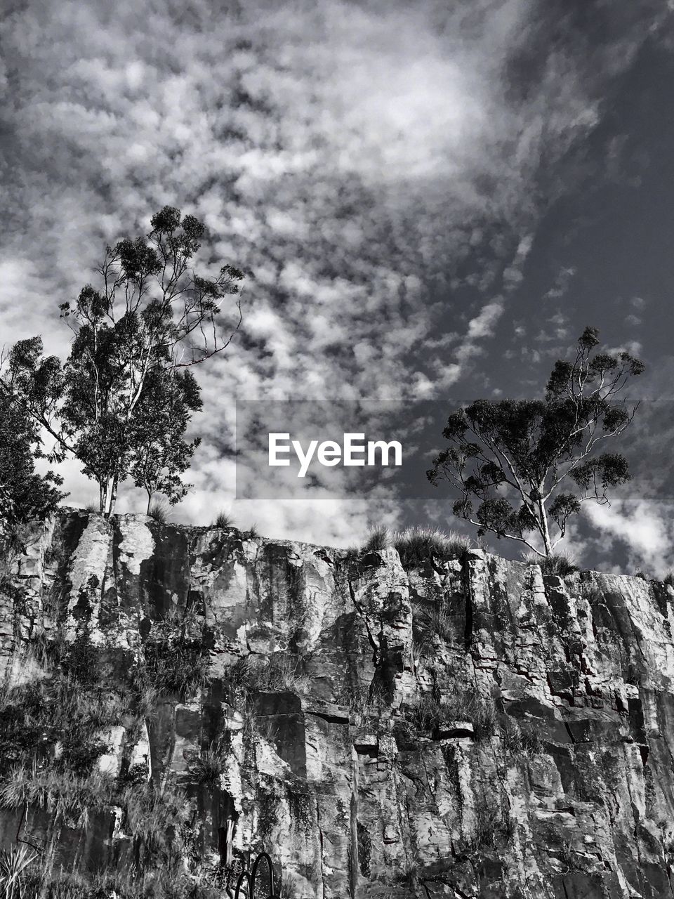 LOW ANGLE VIEW OF TREE AGAINST SKY