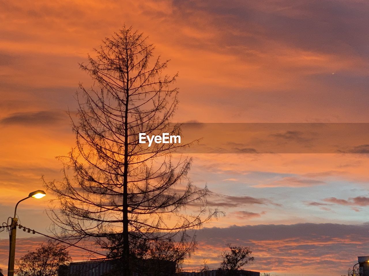LOW ANGLE VIEW OF BARE TREES AGAINST ORANGE SKY