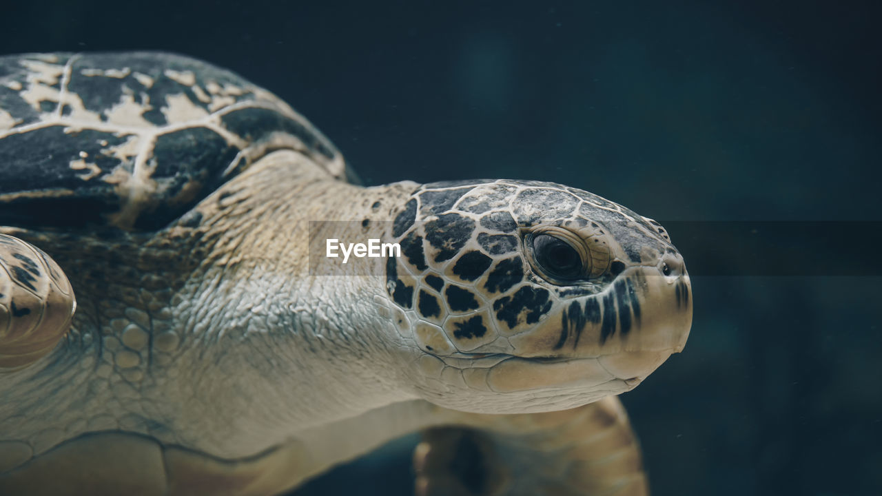 close-up of turtle in sea