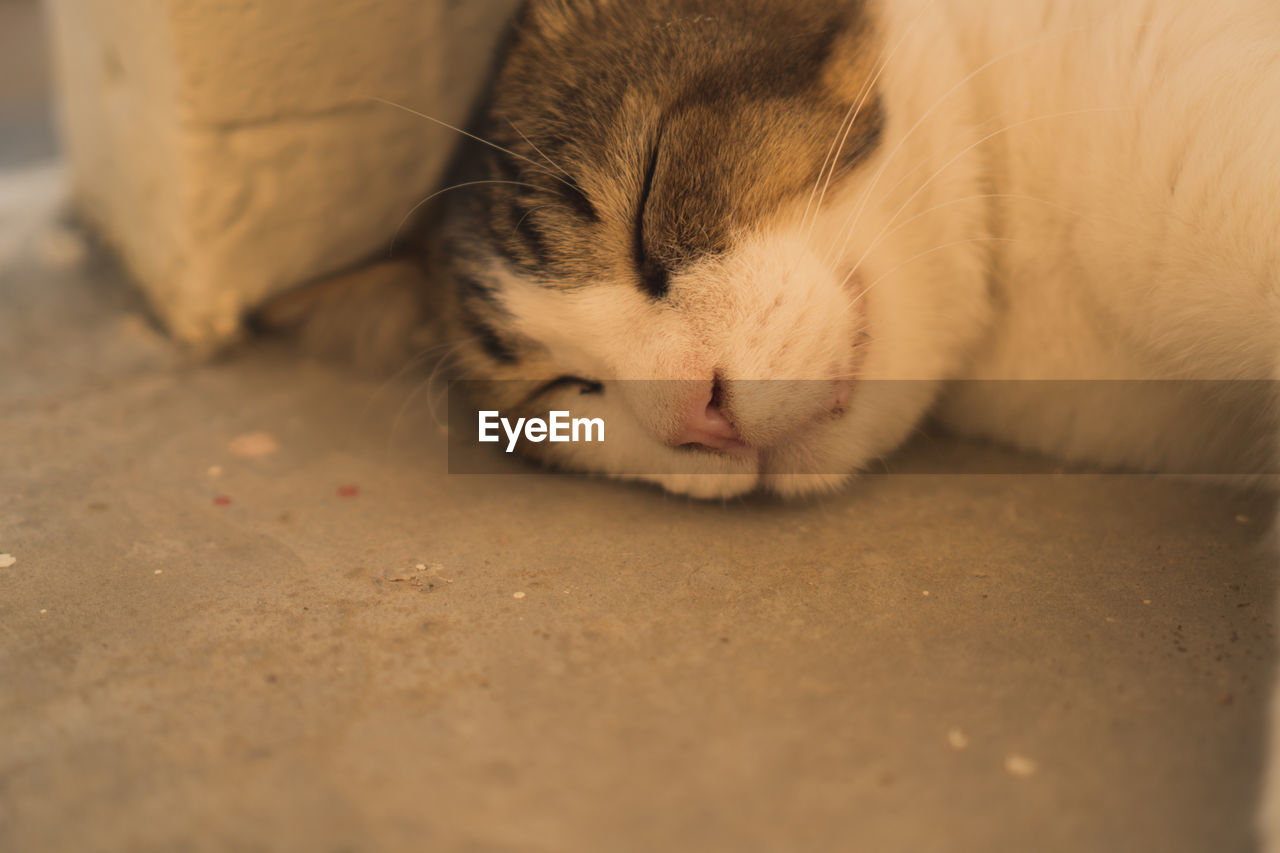 CLOSE-UP OF A CAT SLEEPING ON FLOOR