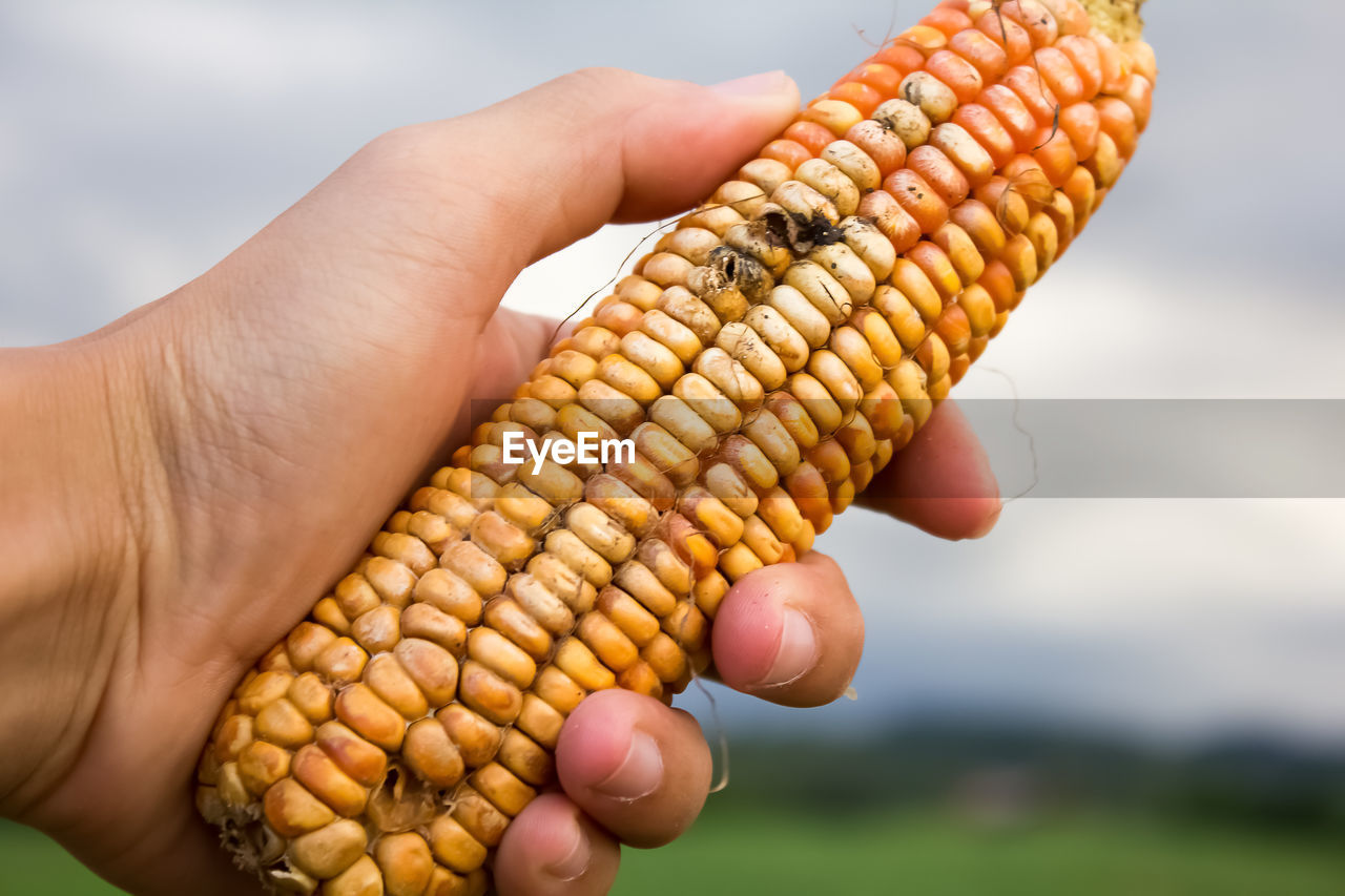 Cropped hand holding corn