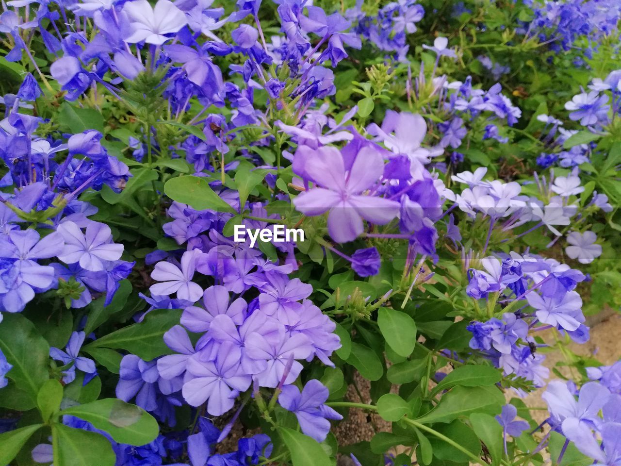 HIGH ANGLE VIEW OF PURPLE FLOWERING PLANT