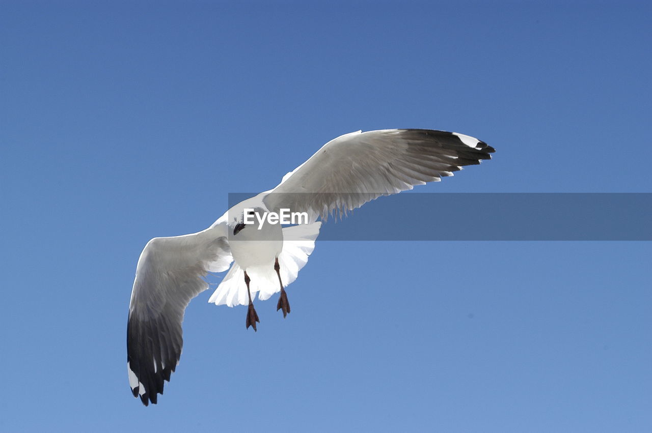 Low angle view of seagull flying in sky