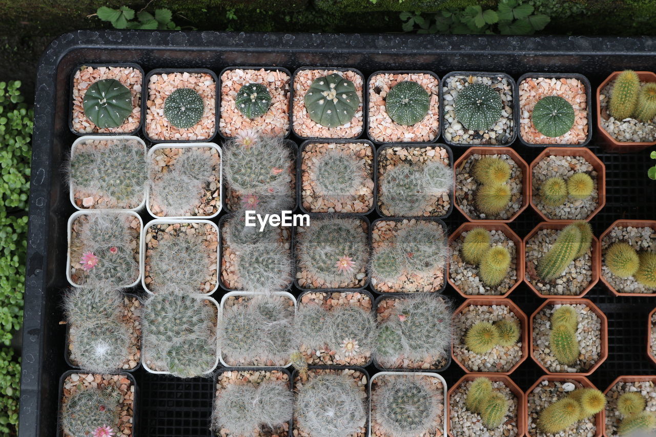 FULL FRAME SHOT OF PLANTS GROWING IN FOOTPATH