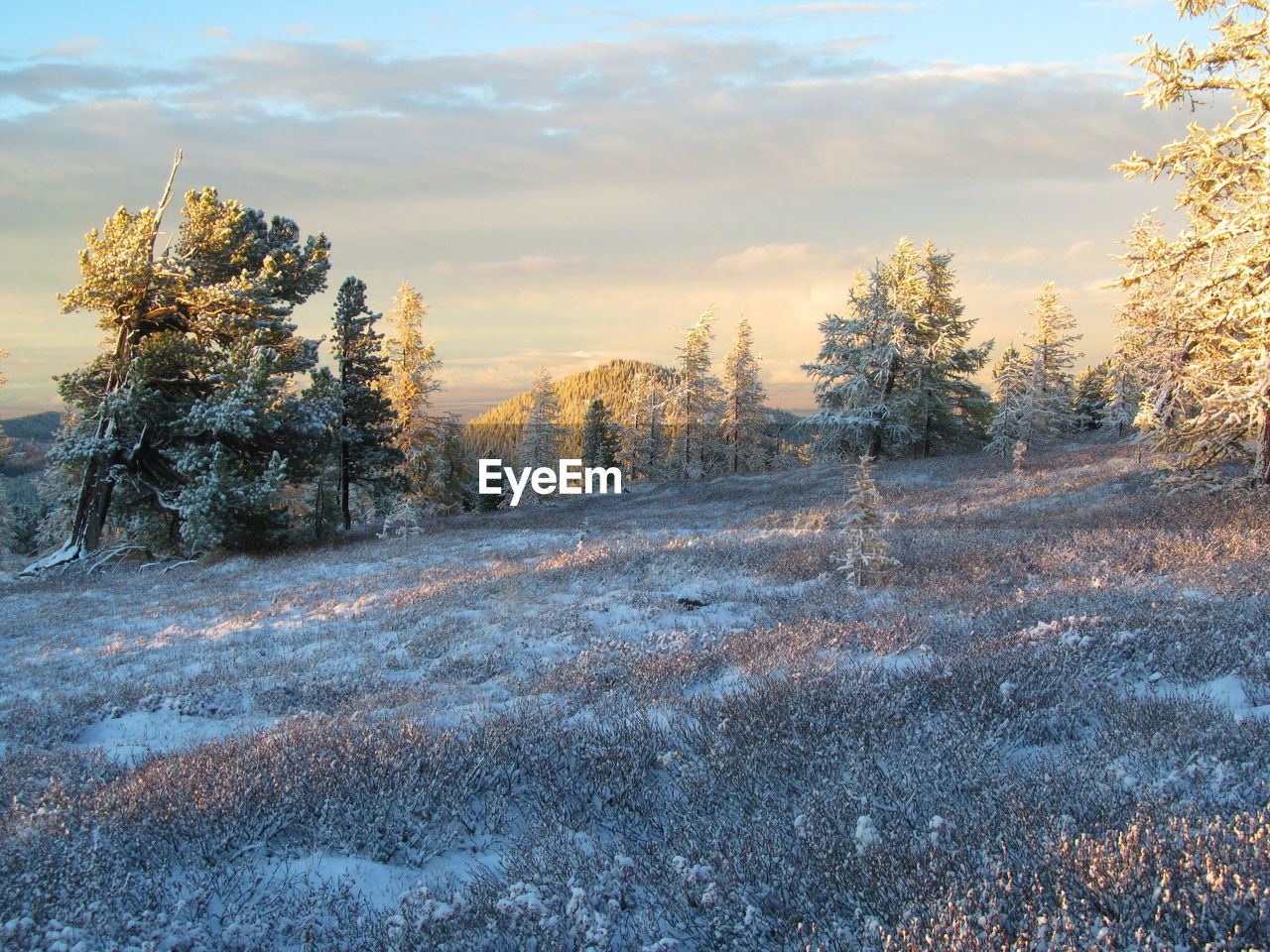 Trees on snow covered land during sunset