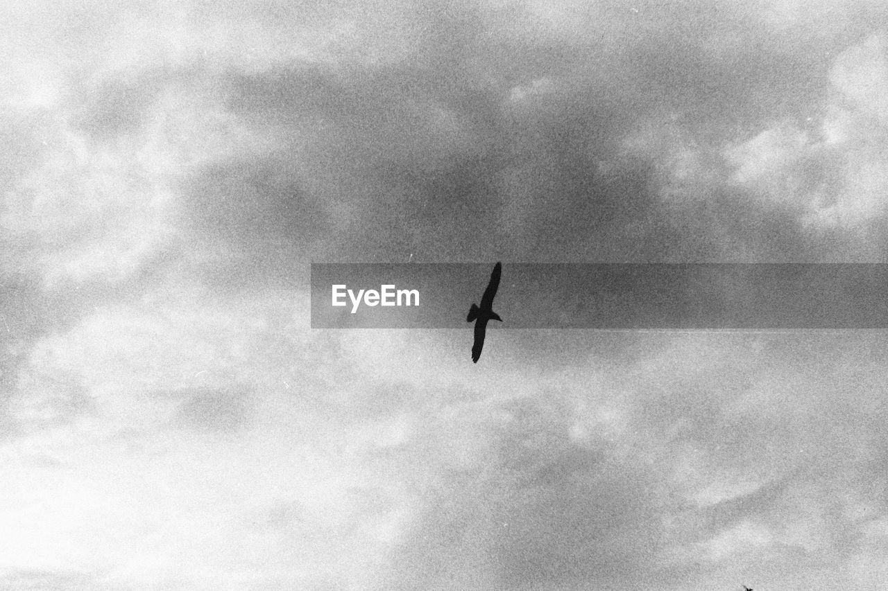 LOW ANGLE VIEW OF BIRD FLYING AGAINST CLOUDY SKY