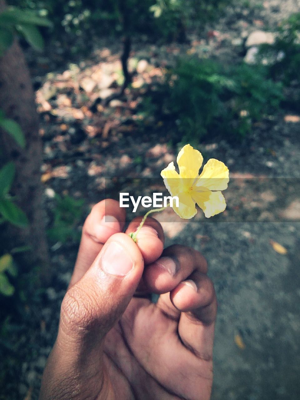 Cropped hand holding yellow flower